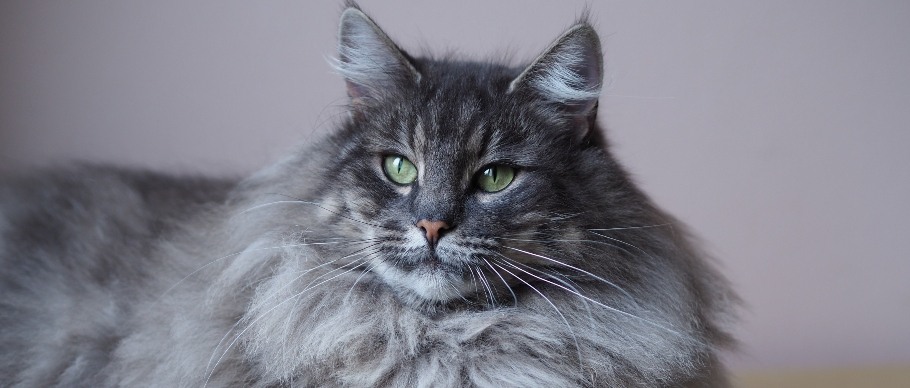10 Large Cat Breeds with Even Bigger Personalities