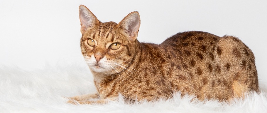 7 Hybrid Cats Breeds