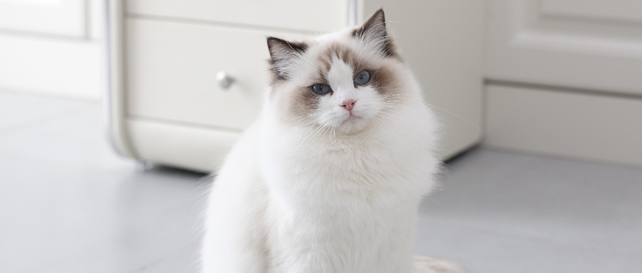 10 Large Cat Breeds with Even Bigger Personalities