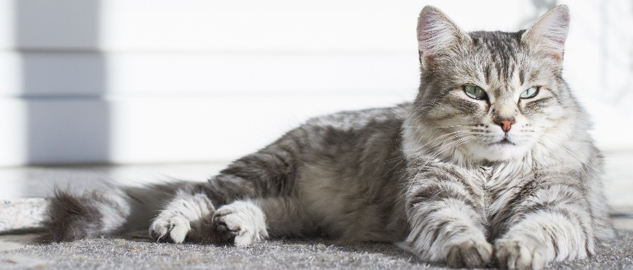 10 Large Cat Breeds with Even Bigger Personalities