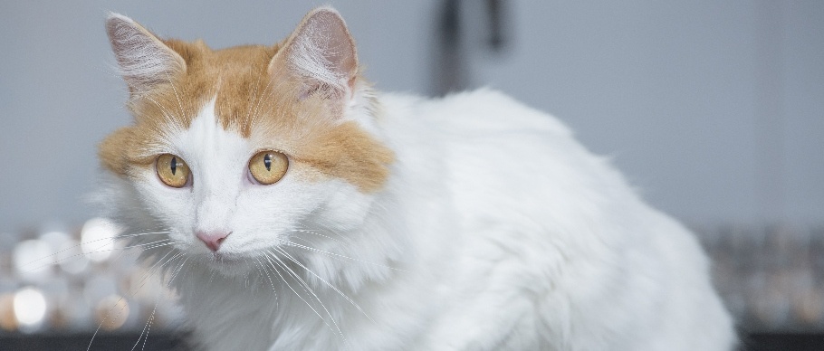 20 Cat Breeds That Get Along With Other Cats