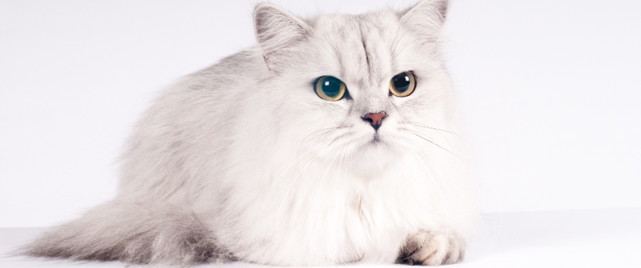 When Do Long Haired Cat Breeds Get Their Long Hair: Key Growth Stages Revealed