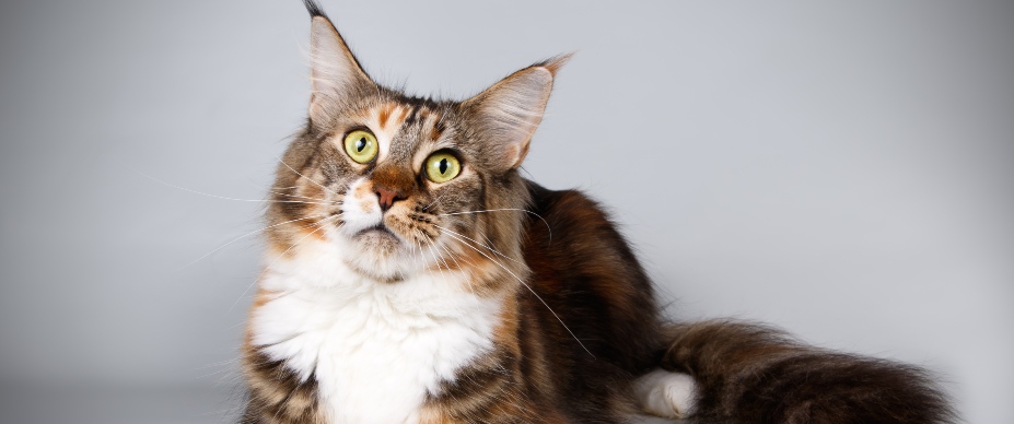 maine coon sitting down looking up