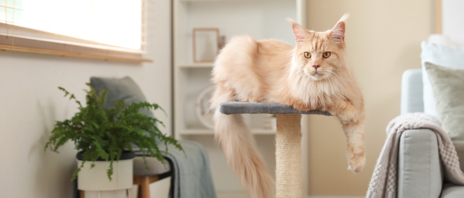 orange maine coon sitting on a cat tree