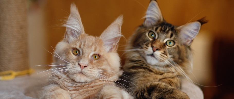 orange and brown tabby maine coons sitting