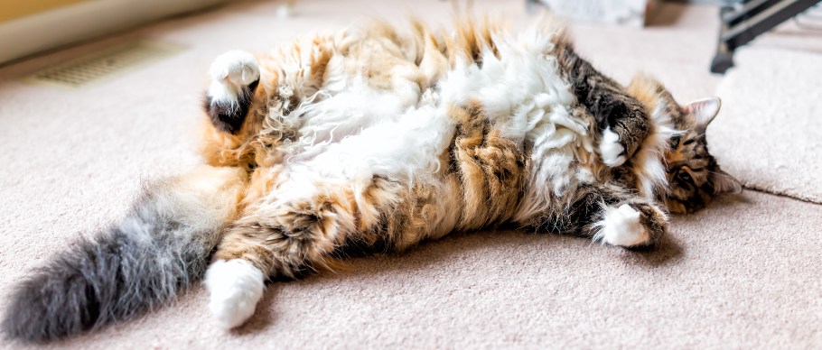 Calico Maine Coon cat lying on their back, showing their belly