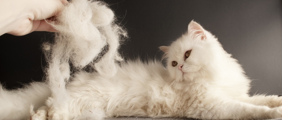 A person's hand holding a clump of white cat hair next to a cat