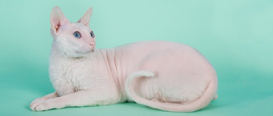 8 Small Cat Breeds That Stay Little