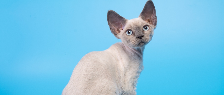 8 Small Cat Breeds That Stay Little