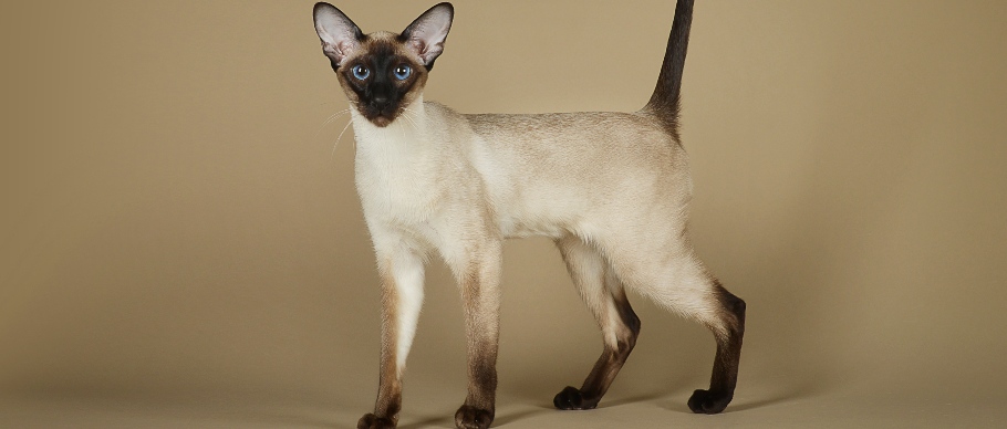 siamese cat in studio