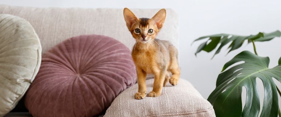 abyssinian cat on couch