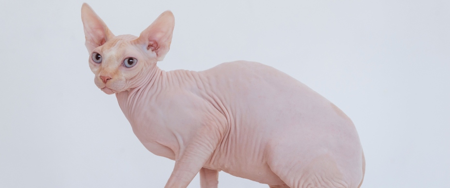 cream sphynx cat with a white background