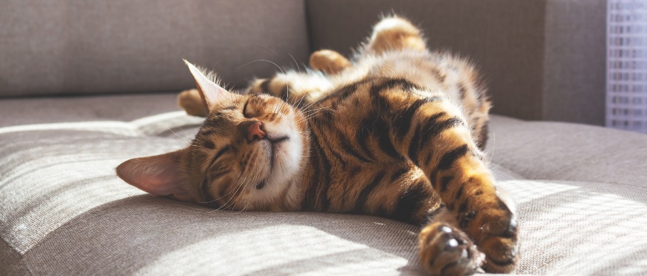 cat-sleeping-on-couch