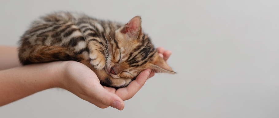kitten-sleeping-in-hands