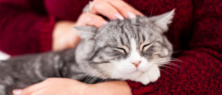 person petting gray cat