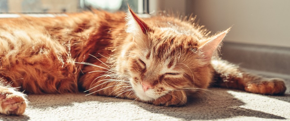 orange cat sleeping on sunny floor