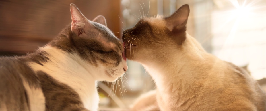 two cats licking each other