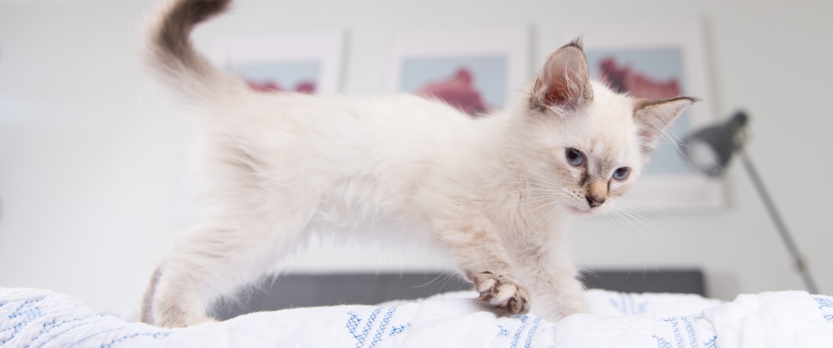 white kitten kneading bed