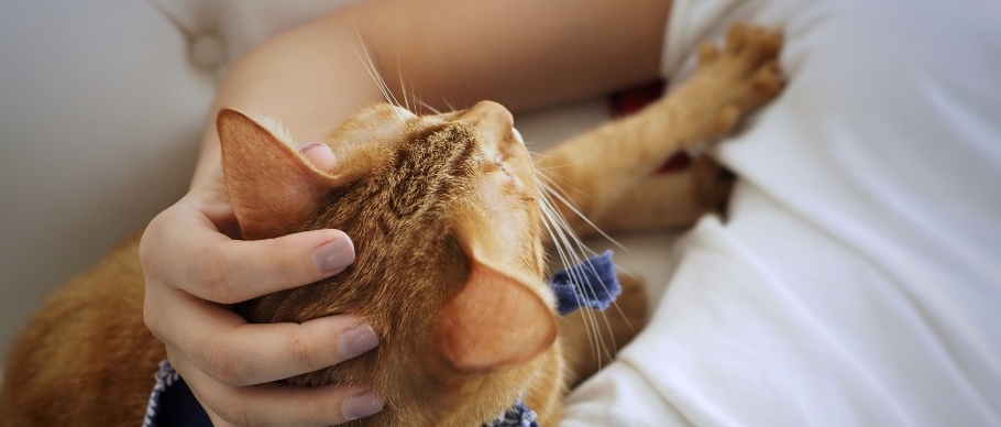 orange cat kneading a person