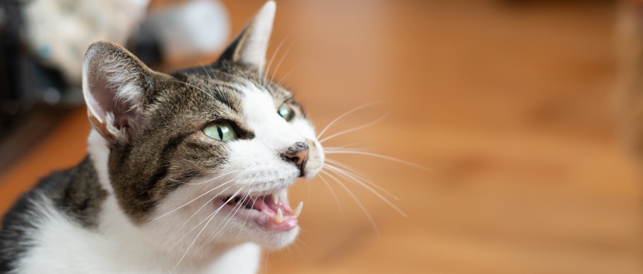 calico cat meowing