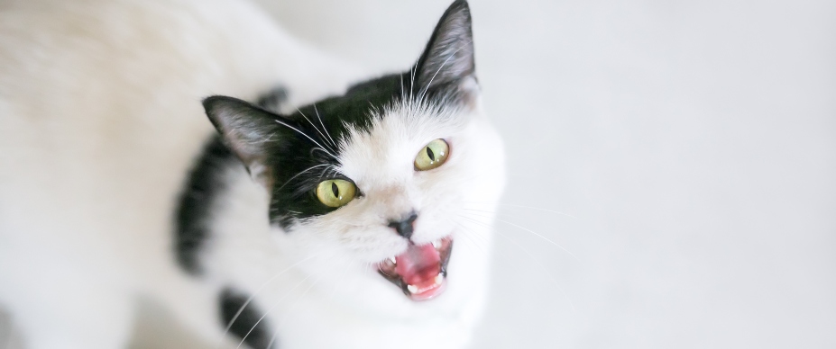 black and white cat looking up and meowing