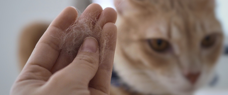 hand holding clump of cat hair