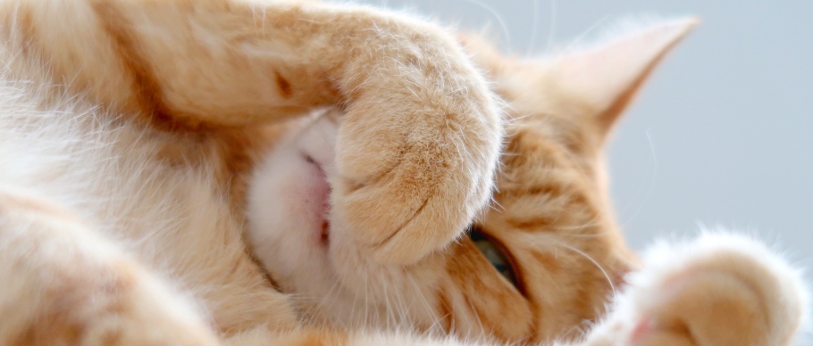 cat covering its nose with paw