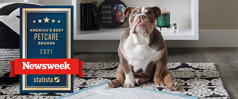 Bulldog looking up next to a wee wee pad