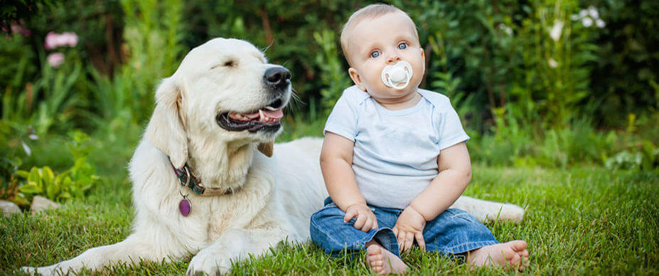 I. Introduction to preparing your dog for a new baby