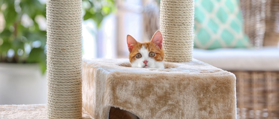About to buy this cat I want to make sure this is a legit and safe