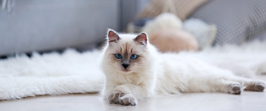 Do Cats Get Lonely? 7 Tips for a Happy Home-Alone Kitty
