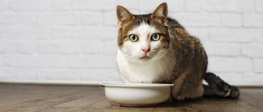 Cat with food bowl