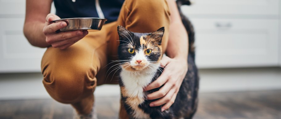 Cat with pet sitter