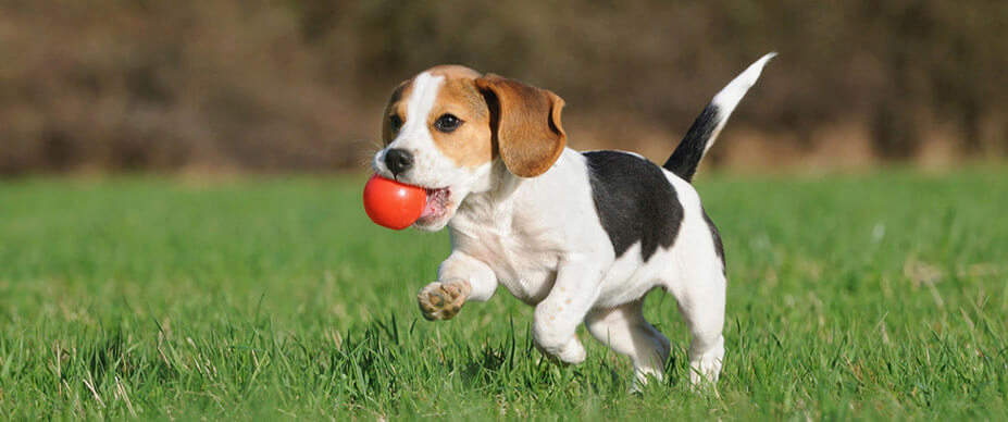 My Dog Doesn't Like Toys: Tips for Teaching Your Dog to Play