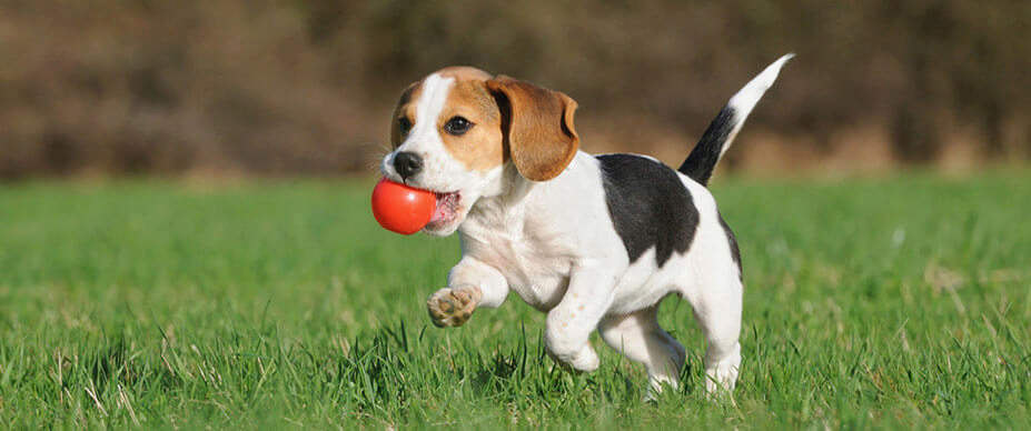 Beagle puppy running outside with ball in mouth