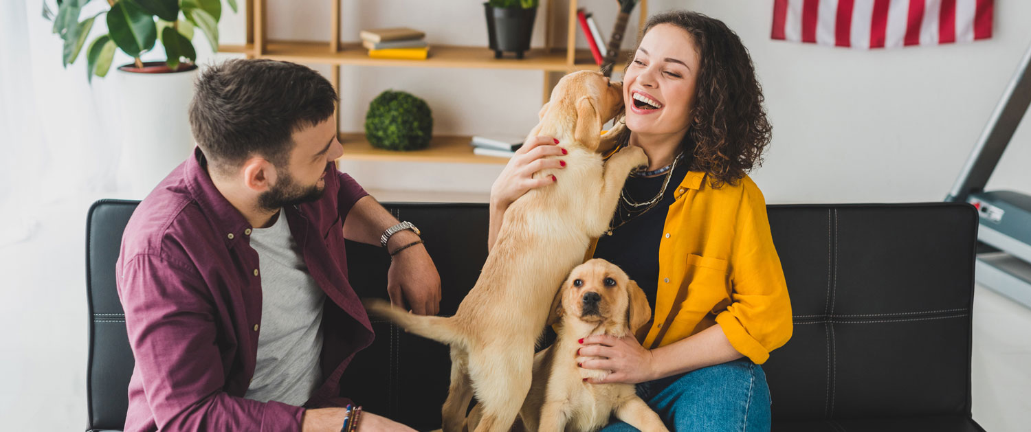 A young couple sitting on a black leather couch playing with a pair of yellow labrador retriever puppies and smiling.