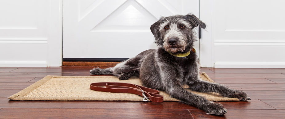 Собака под контролем. Собака контроль. Doormat for Dog. Rugs for Dogs.