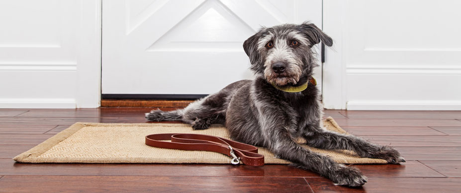A gray dog sits on a mat in front of a closed white door. The dog’s leash is lying on the floor next to them.