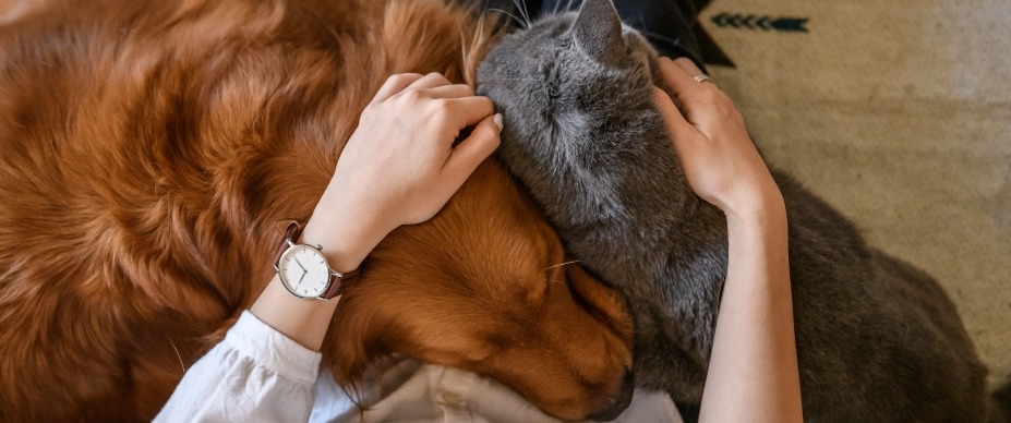 human cuddling dog and cat