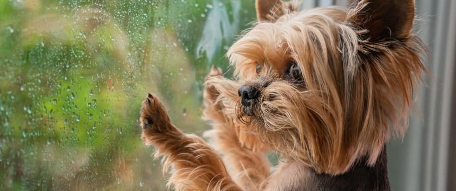 Dog looking out window in rain