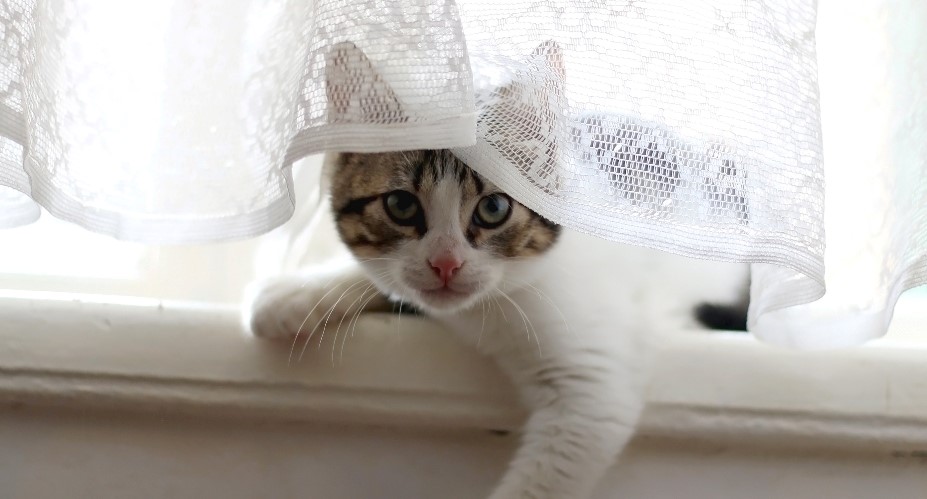cat-hiding-in-curtains.jpg