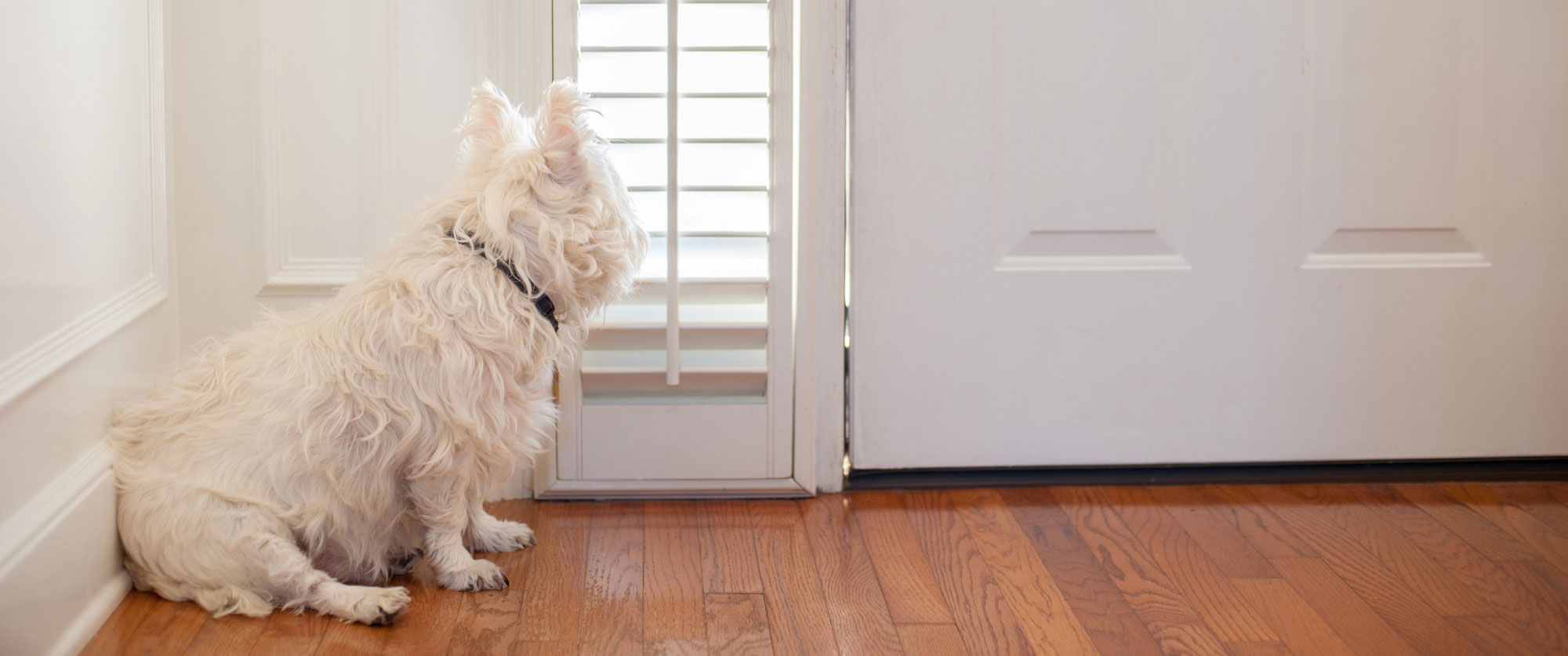 A small white dog sits near the front door of a house, looking expectantly out the window.