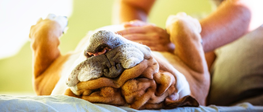 bull dog getting a belly rub