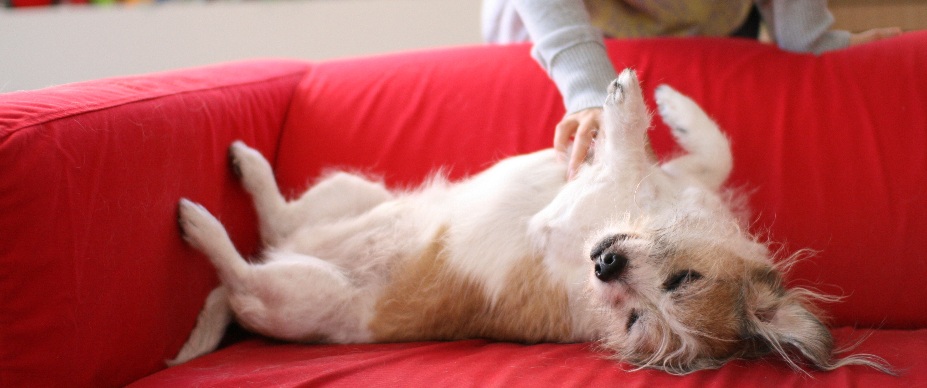 dog getting a belly rub on the couch