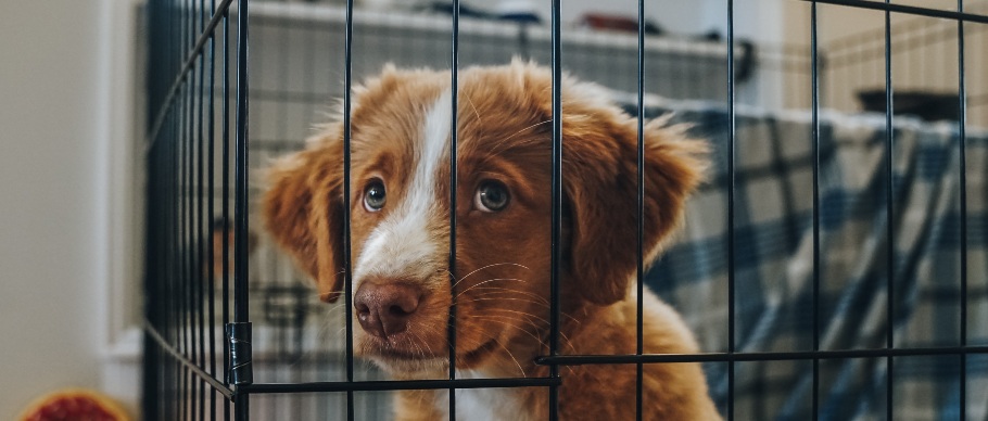 Puppy in crate