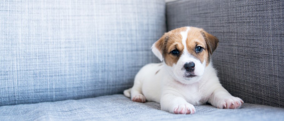 Puppy on couch