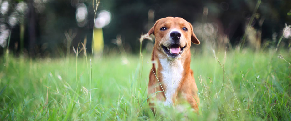 Dog sits in open field