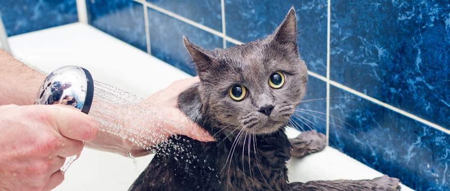 Cat taking bath