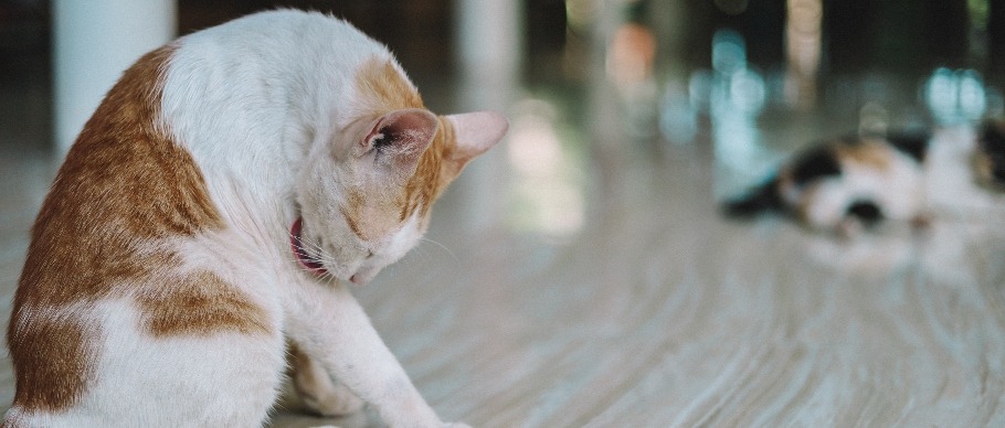 cat licking self