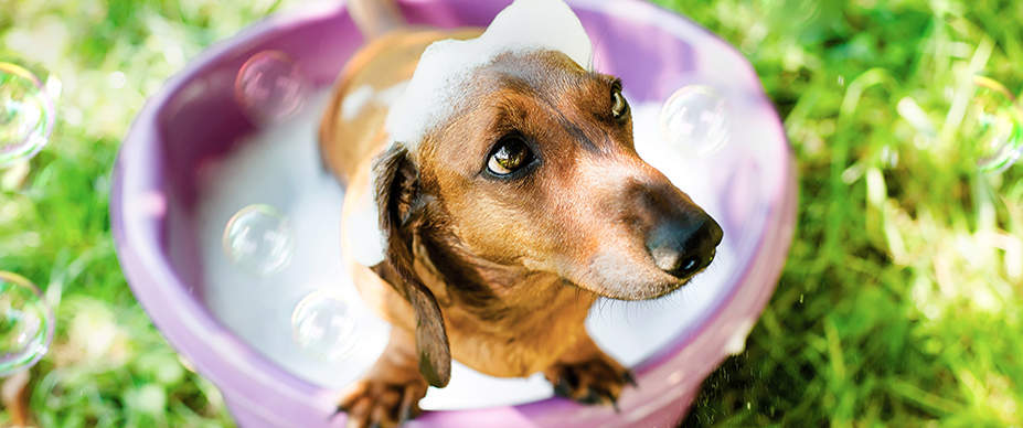 summer dog grooming tips